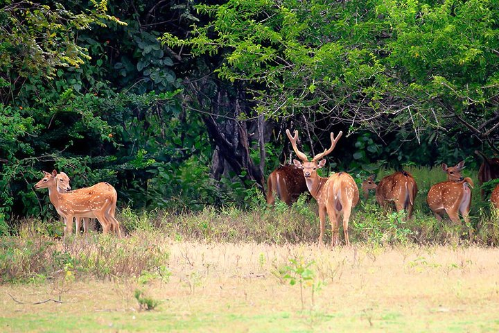 Kumana National Park Safari - Photo 1 of 11